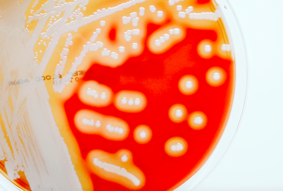 Врачи золотистый стафилококк. Staphylococcus Sciuri.