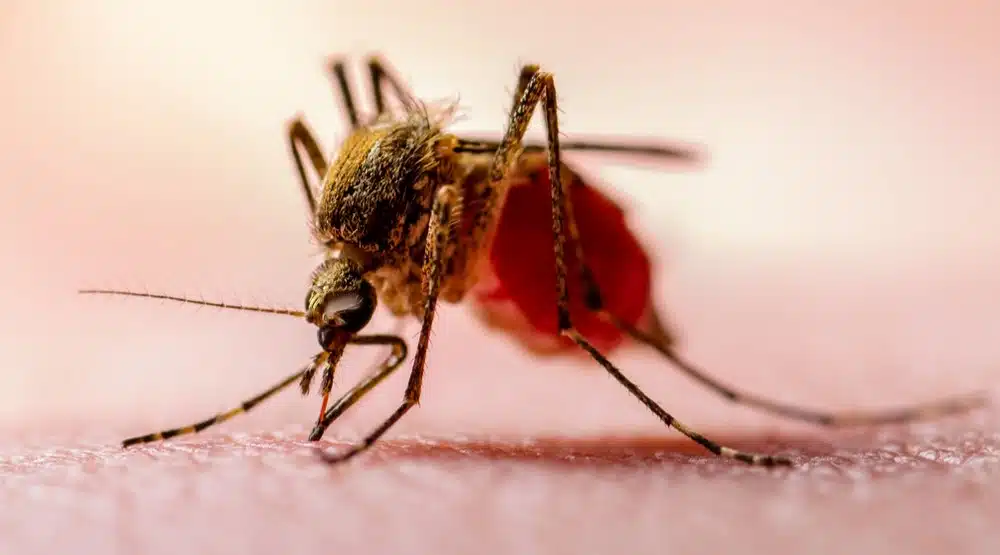 Sıtma (Malaria) Nedir? Belirtileri ve Tedavi Yöntemleri Nelerdir? - Hisar  Hospital Intercontinental