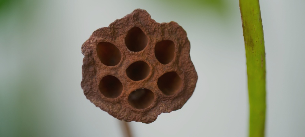 Tripofobi (Delik Korkusu)